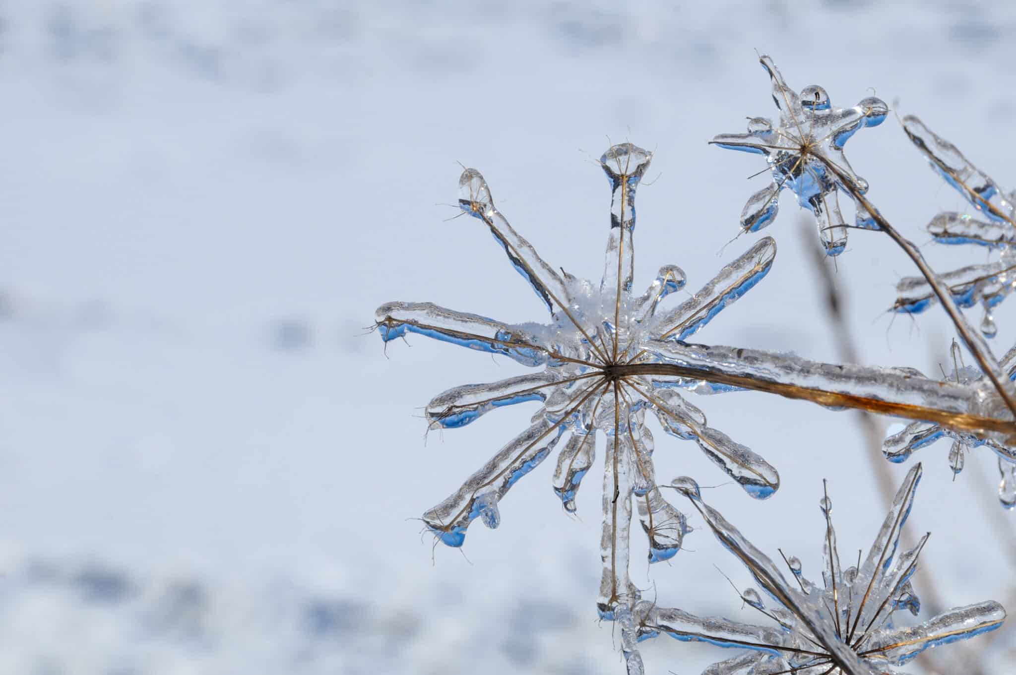 Beauty in the chaos of the Christmas Season