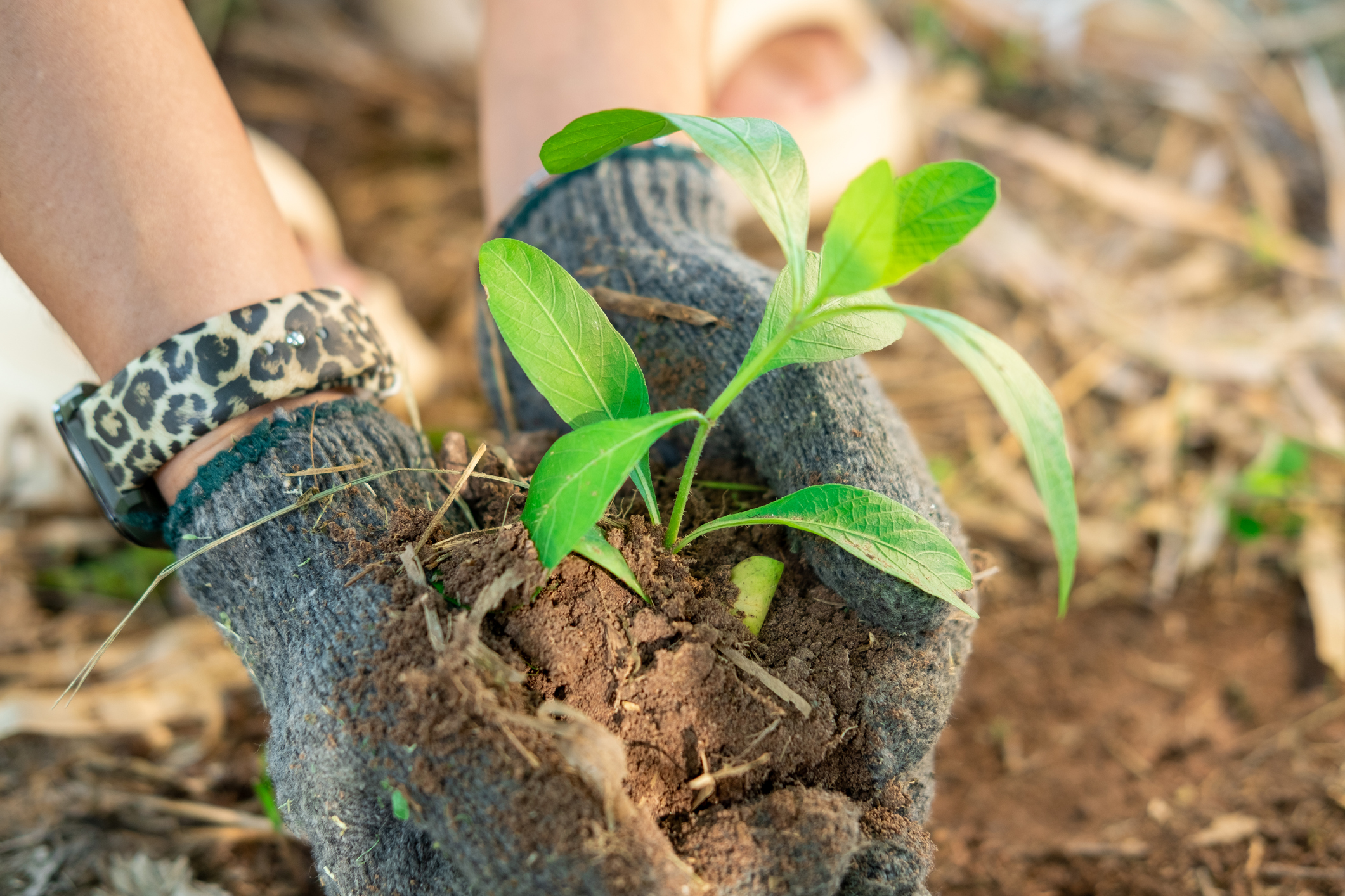 Farmer's hands planting young seedlings in the morning sunlight.
