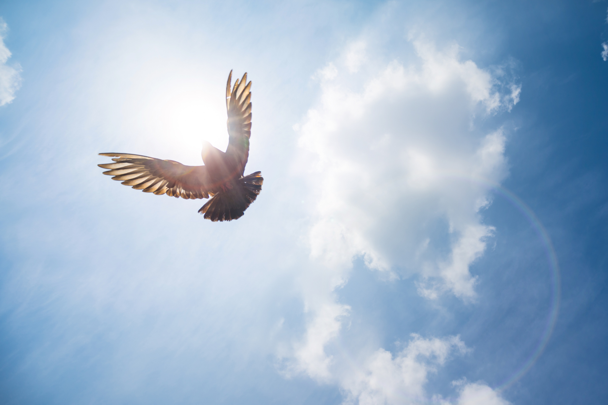 Pigeon flying high above me on sunny day