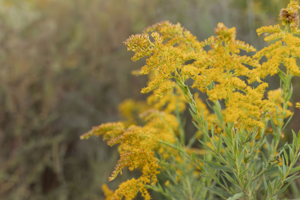 Goldenrod